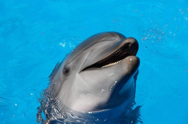 Swim with Dolphins Booking Software