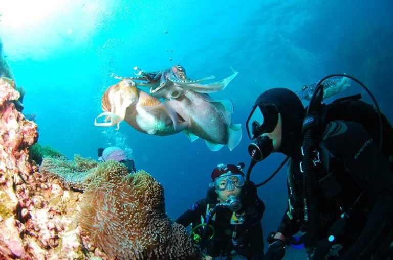 Online Booking Software for Dive Schools