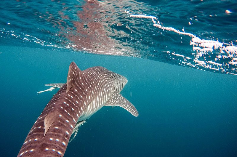 Shark Diving Booking Software by Roverd