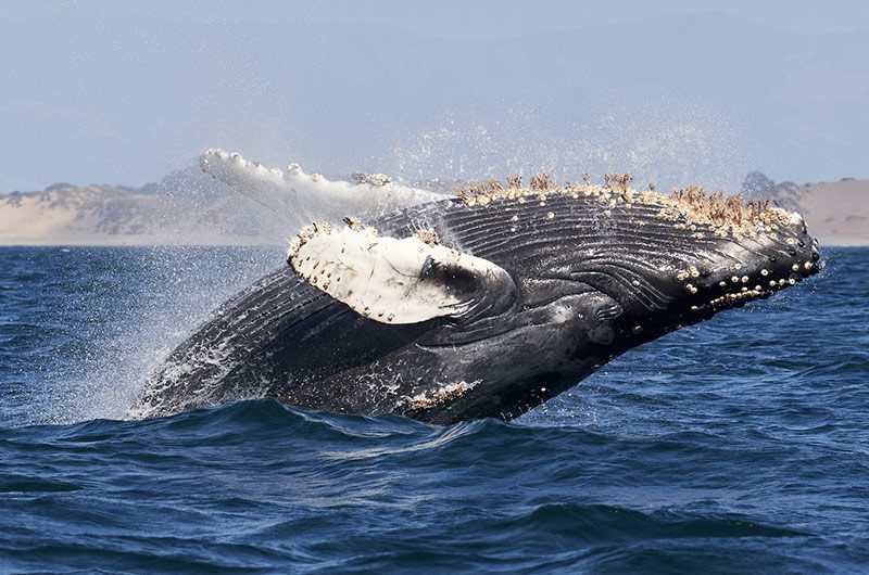 Whale Watching Tours Booking Software