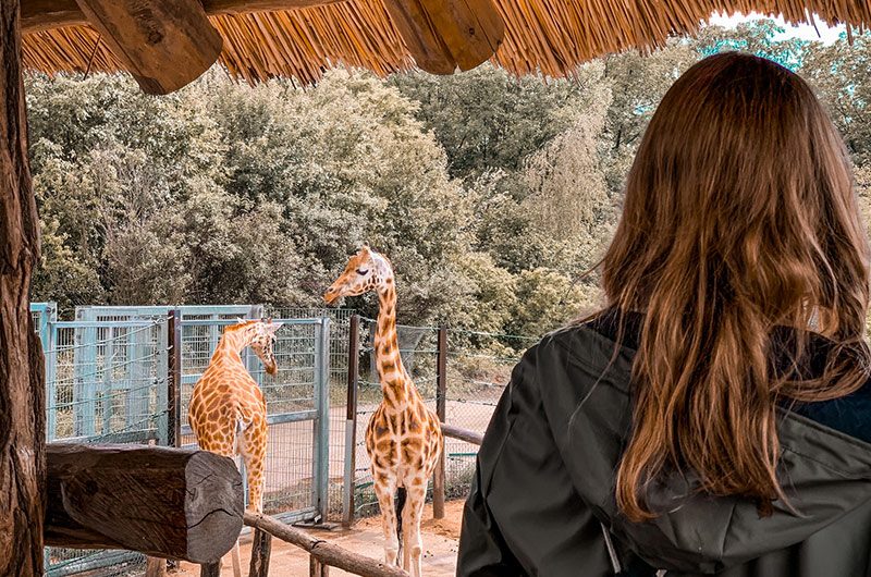 Simplify Your Zoo&rsquo;s Bookings with Roverd